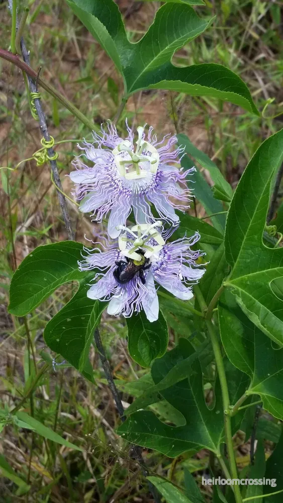 Blåklint (Passiflora incarnata) | frön, 10 st.