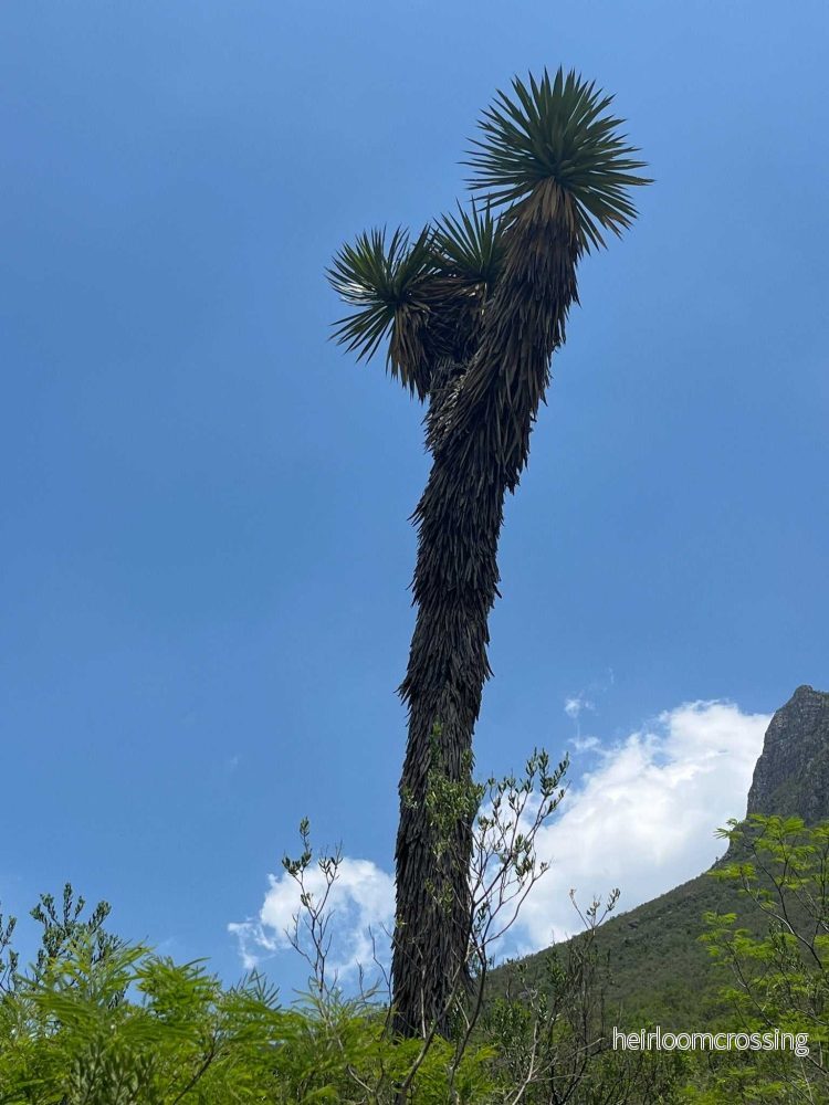 Yucca filifera - Bild 2