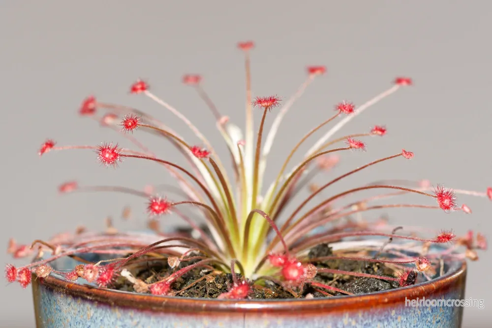 Ulllig sileshår (Drosera paradoxa) - Bild 2
