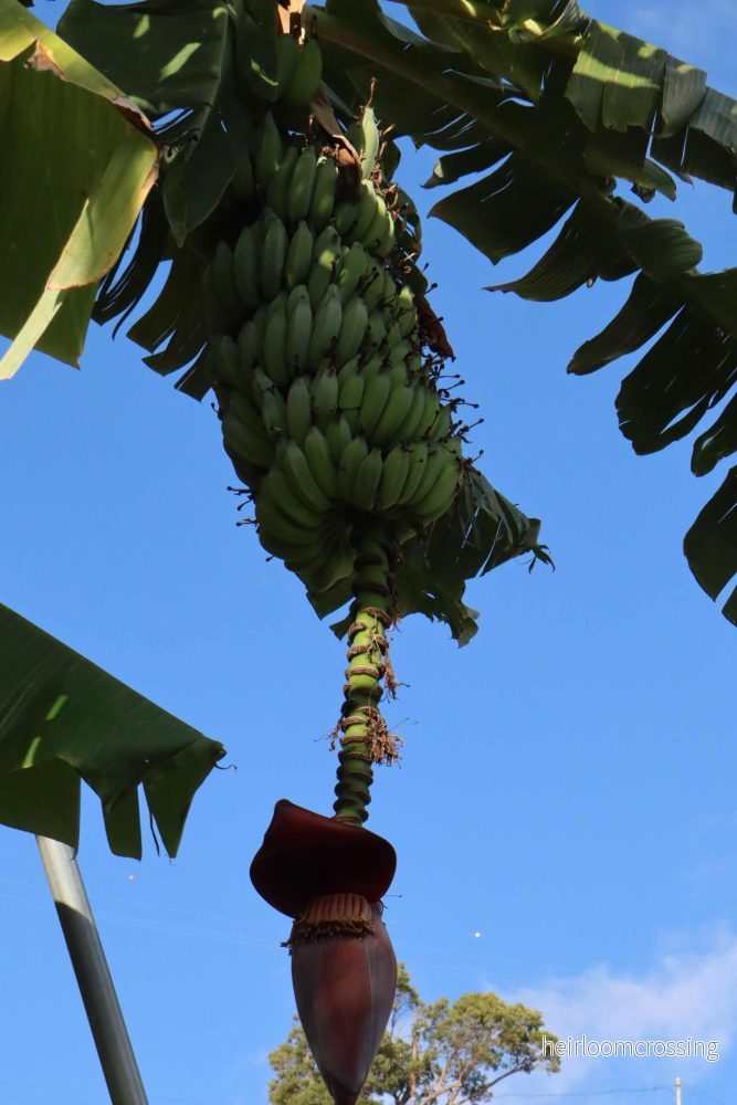 Bananplanta 'Blue Java' | Ätbar - Bild 2