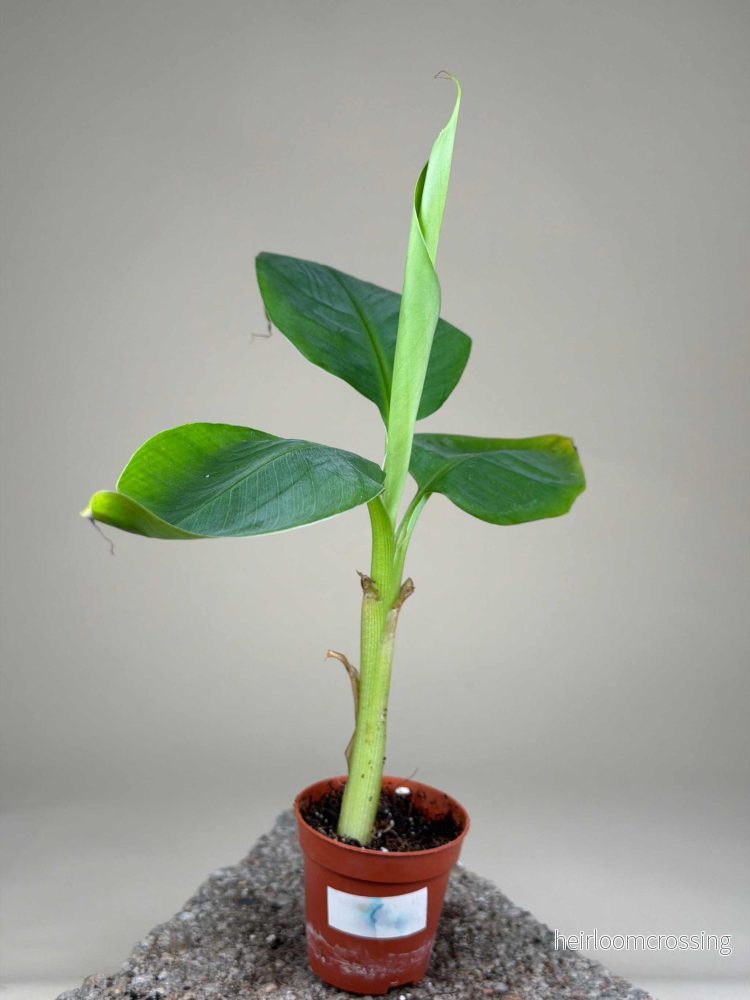 Bananplanta Giant Cavendish 'GAL' - Bild 2