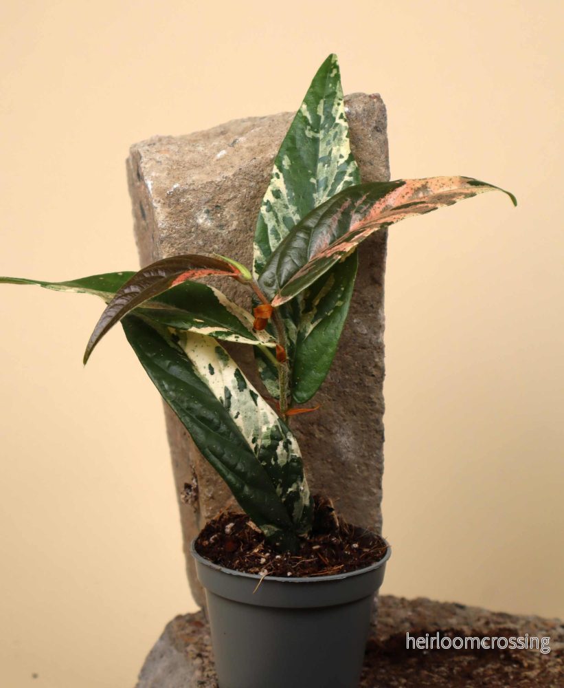 Ficus sagittata 'pink variegata' - Bild 3