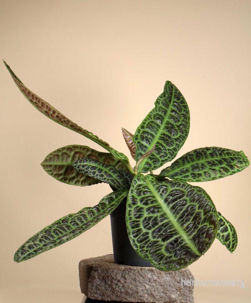 Labisia obtusifolia ’Turtleback’ Labisia obtusifolia ’Turtleback’