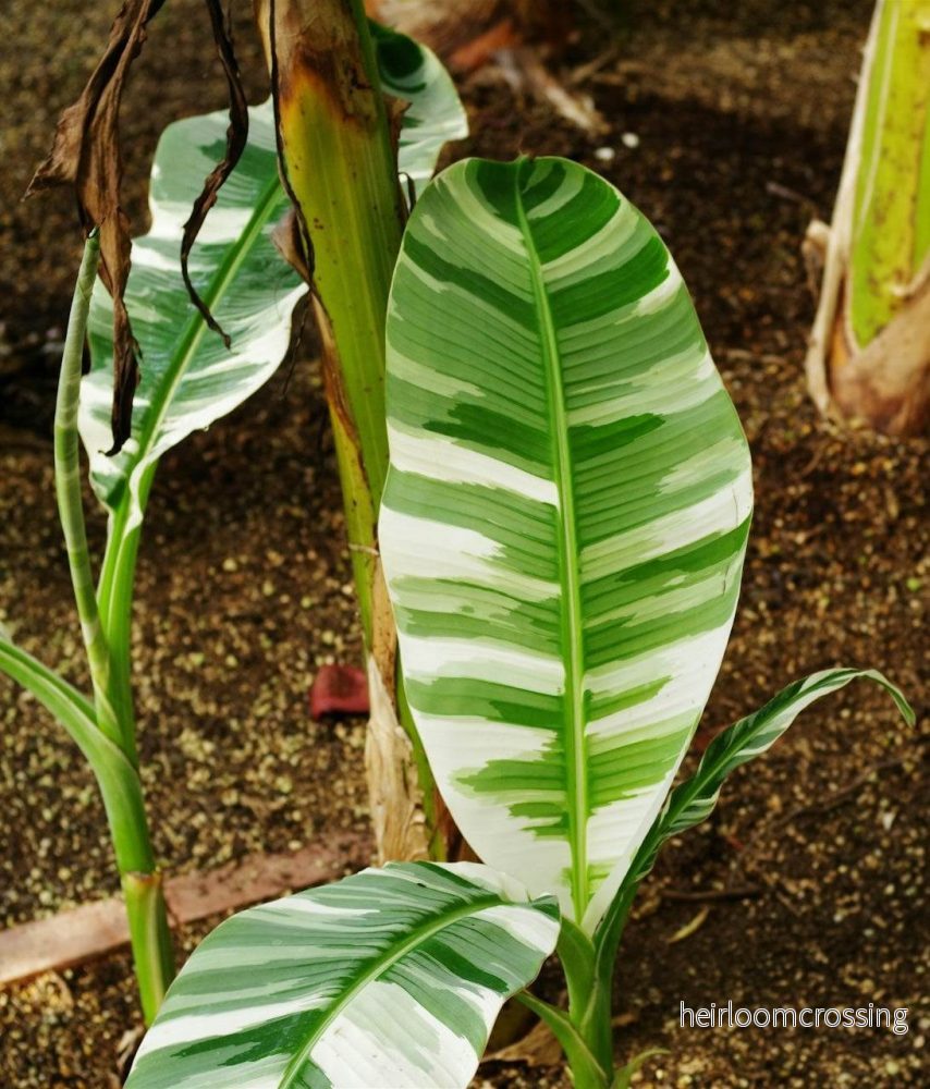 Musa ’Florida Variegata’ (Variegerad bananplanta) Musa ’Florida Variegata’ (Variegerad bananplanta)