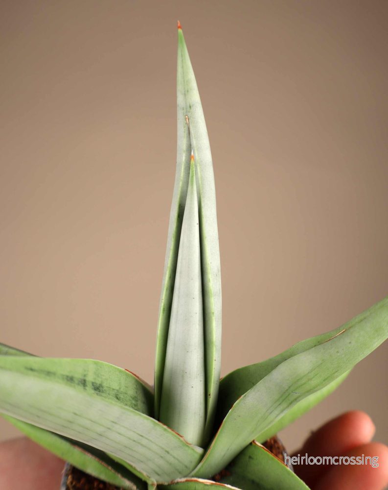 Sansevieria 'Chanin Crown' - Bild 2