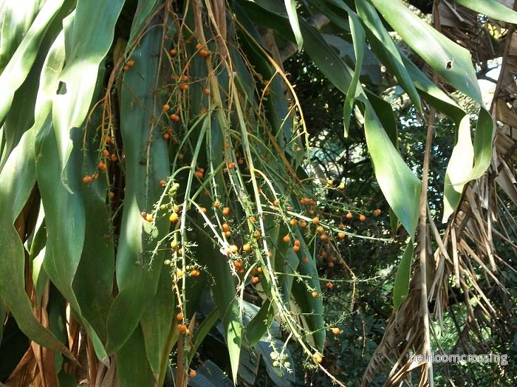 Sydafrikansk drakeväxt (Dracaena aletriformis) | frön, 10 st. - Bild 3