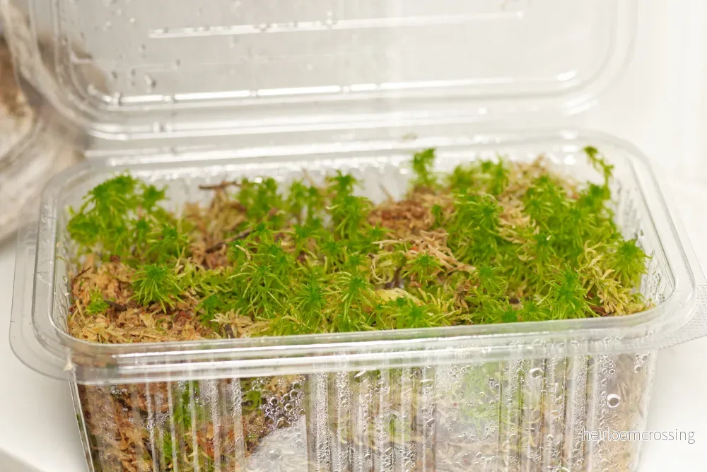 Terrariummossa: Levande sphagnum - Bild 2