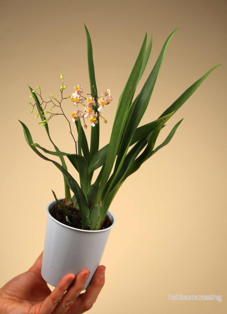 Oncidium 'Tiny Twinkle' (cheirophorum × sotoanum) - Bild 2