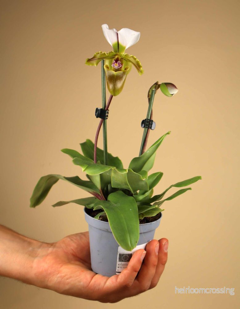 Paphiopedilum spicerianum - Bild 2