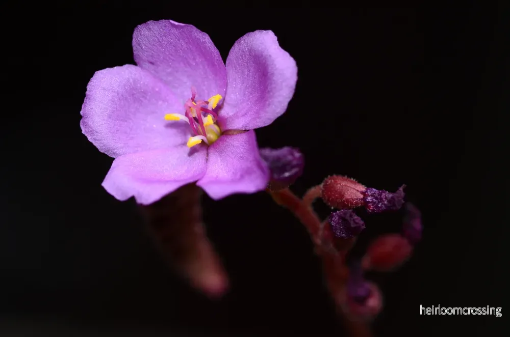 Sileshår (Drosera capensis "röd") - Bild 2