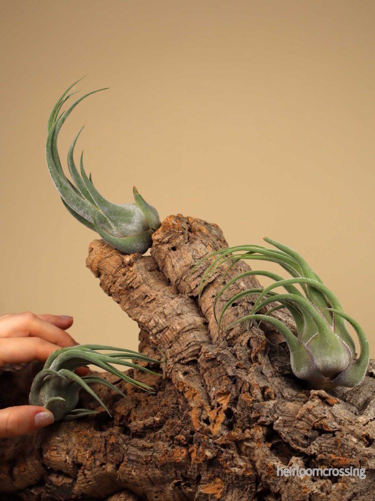 Tillandsia seleriana