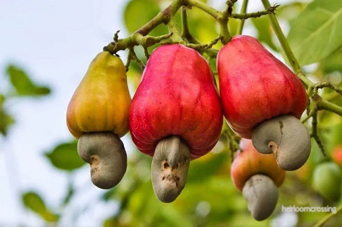 Cashewnötter (Anacardium occidentale) | frön, 3 st. - Bild 3