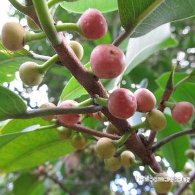 Andesfikon (Ficus americana subsp. andicola) | frön, 20 st.