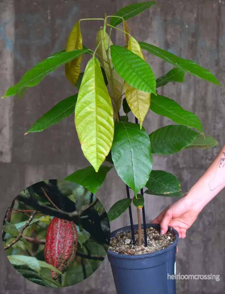 Kakaoträd 'Theobroma cacao'