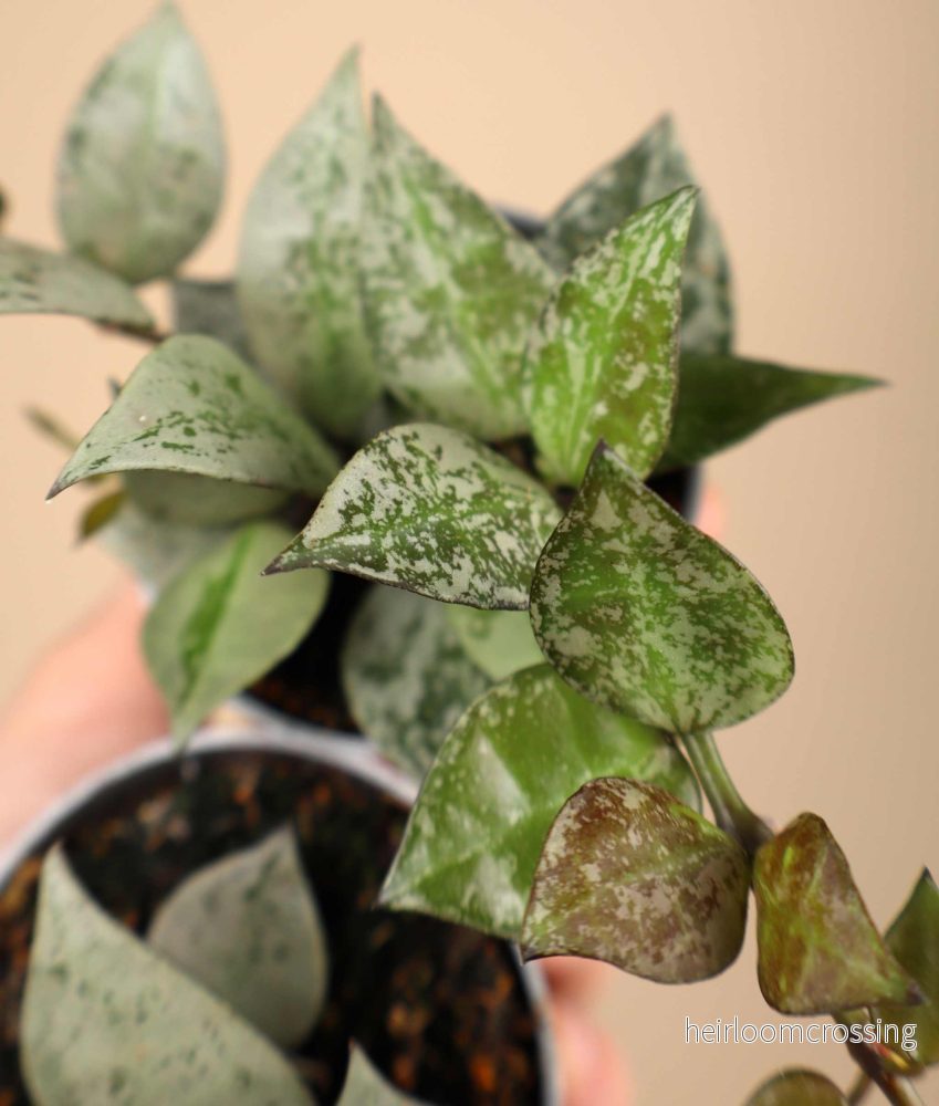 Hoya krohniana ’Eskimo’ Hoya krohniana ’Eskimo’
