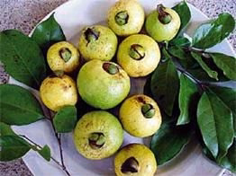 Costa Rica guava (Psidium friedrichsthalianum) | frön, 10 st.
