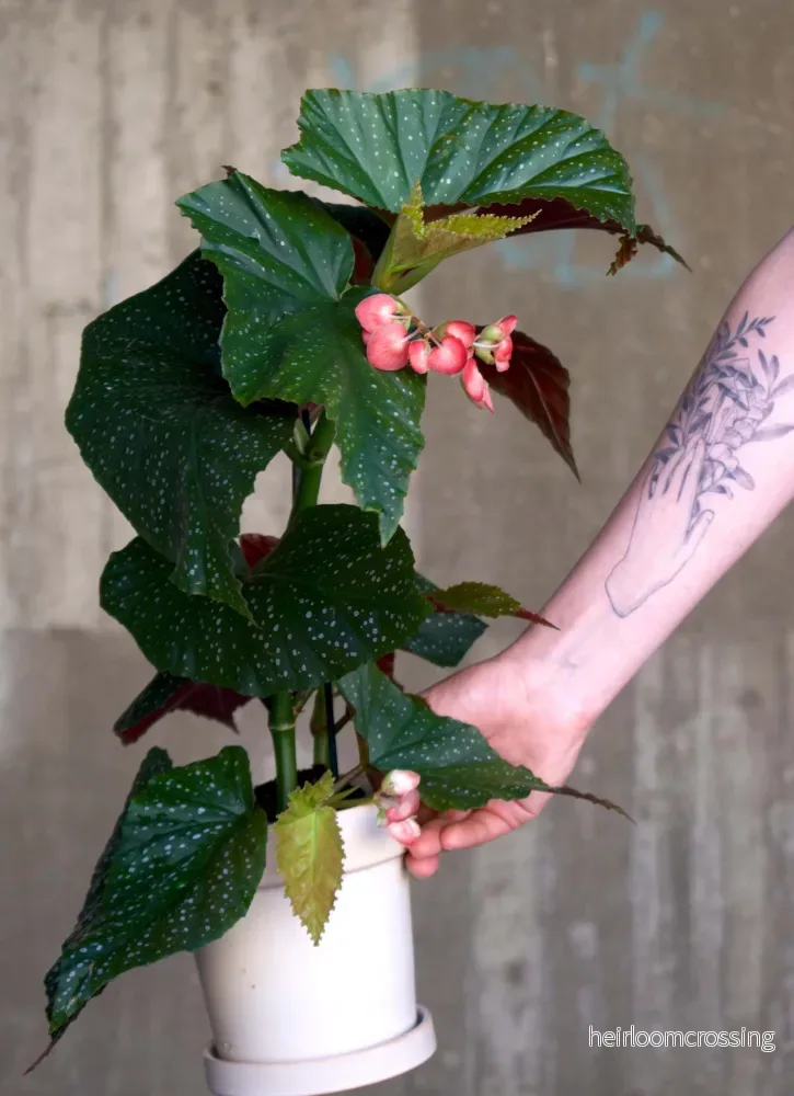 Begonia 'Corallina'