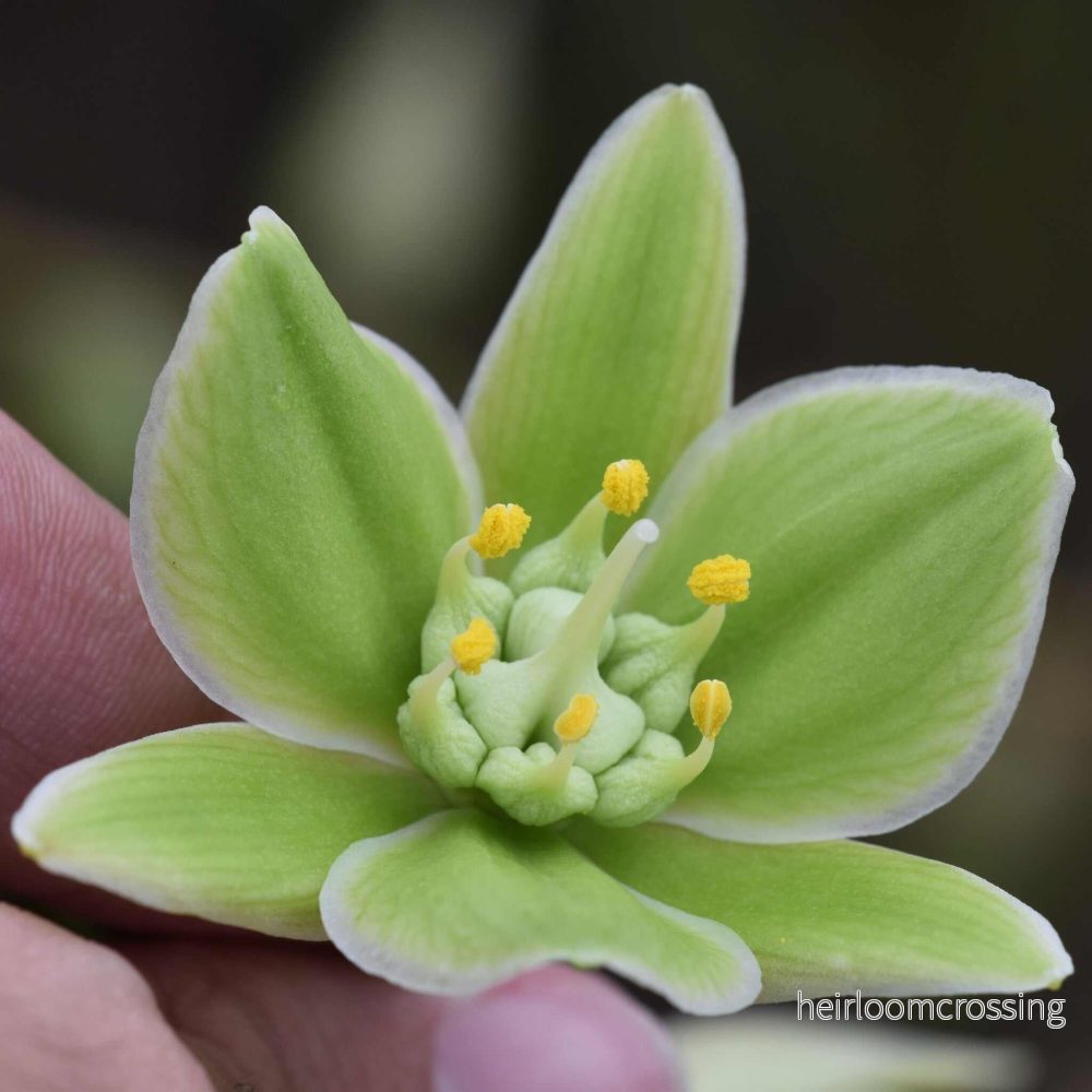 Furcraea foetida | Mauritius-hampa - Bild 2