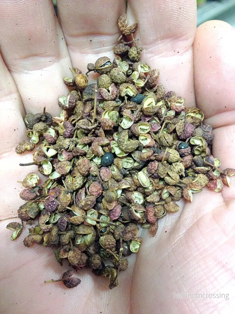 Himalayapepparträd (Zanthoxylum armatum) | frön, 10 st. - Bild 3