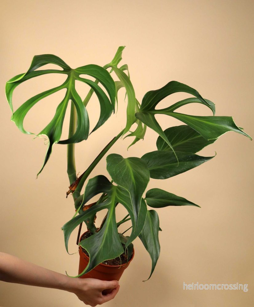Monstera Burle Marx Flame - Bild 2