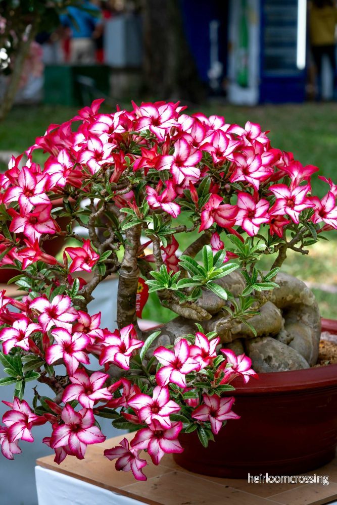 Adenium obesum | Ökenros - Bild 3
