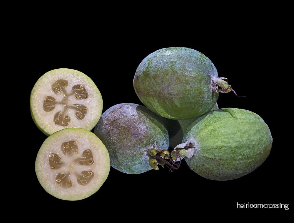 Feijoa (Acca sellowiana) | frön, 10 st. - Bild 3