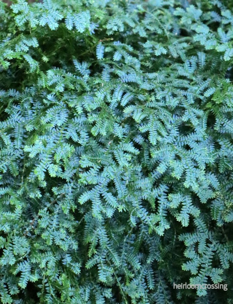 Selaginella uncinata 'Blå mossa' - Bild 2