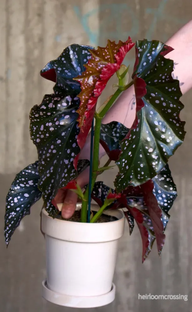 Begonia ’Cracklin’ Rosie’ Begonia ’Cracklin’ Rosie’