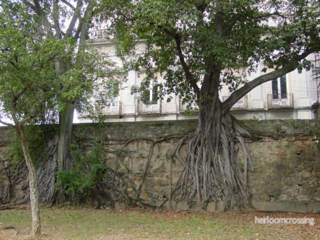 Andesfikon (Ficus americana subsp. andicola) | frön, 20 st. - Bild 2