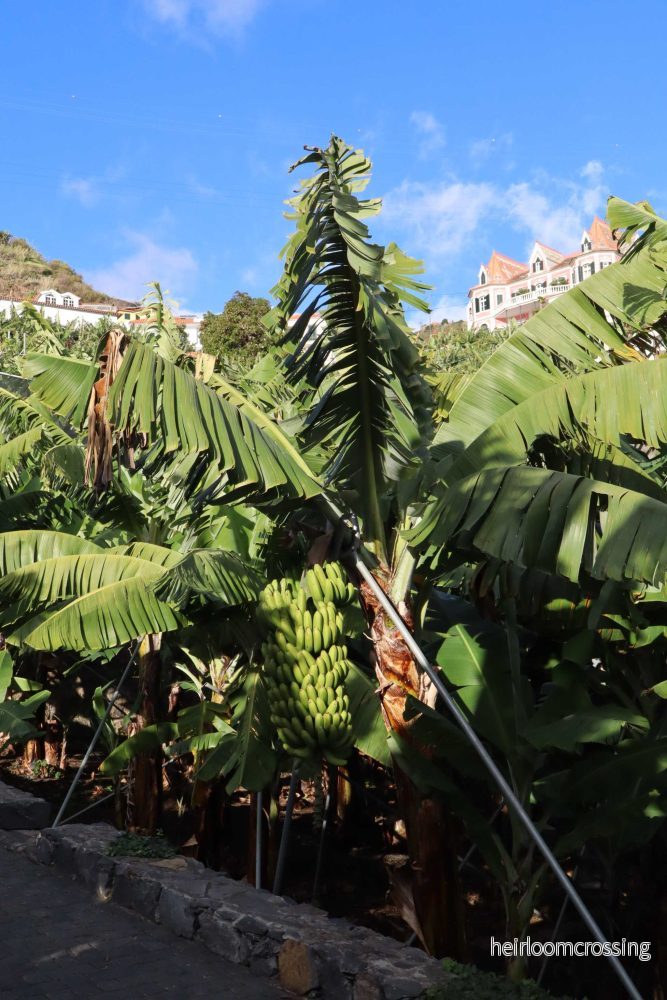 Bananplanta Cavendish 'Robusta' Ätbar