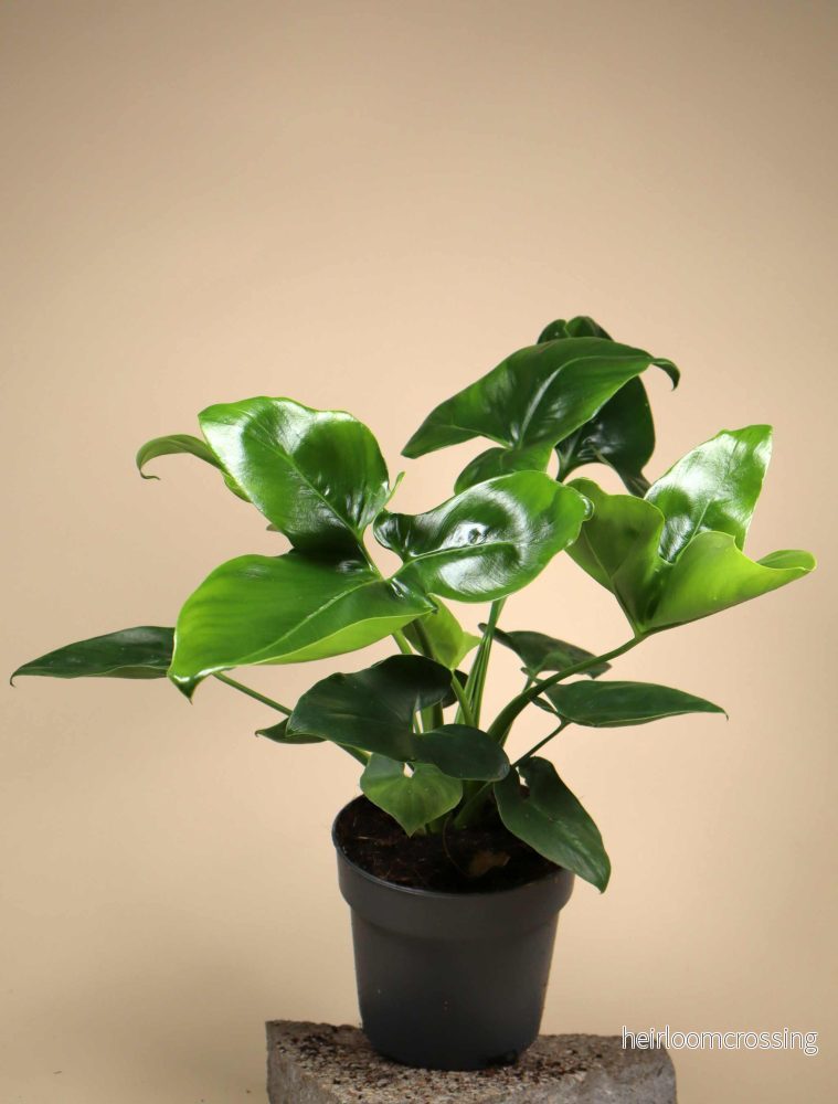 Philodendron goeldii - Bild 3