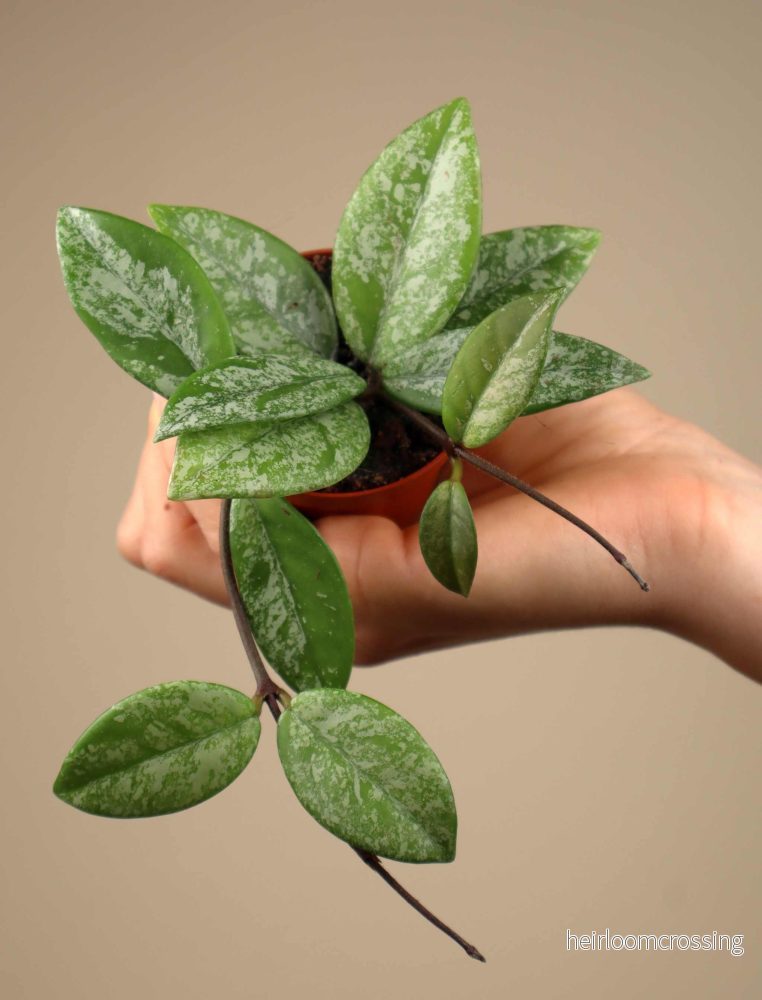 Hoya carnosa 'stardust' - Bild 2