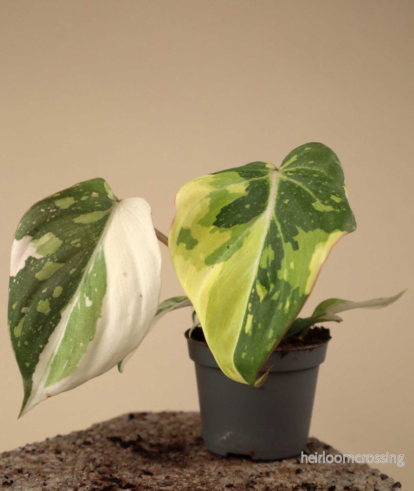Philodendron gloriosum variegata