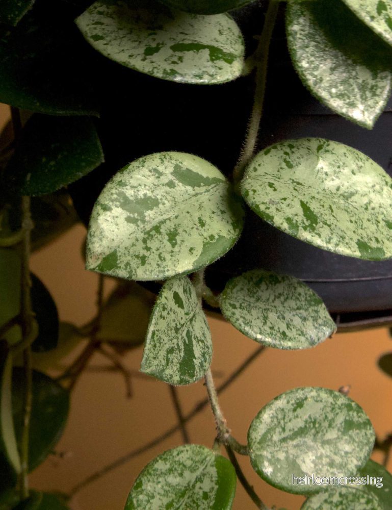 Hoya 'Mathilde Splash' - Bild 3