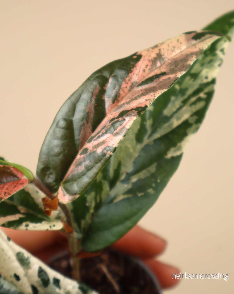 Ficus sagittata 'pink variegata' - Bild 2