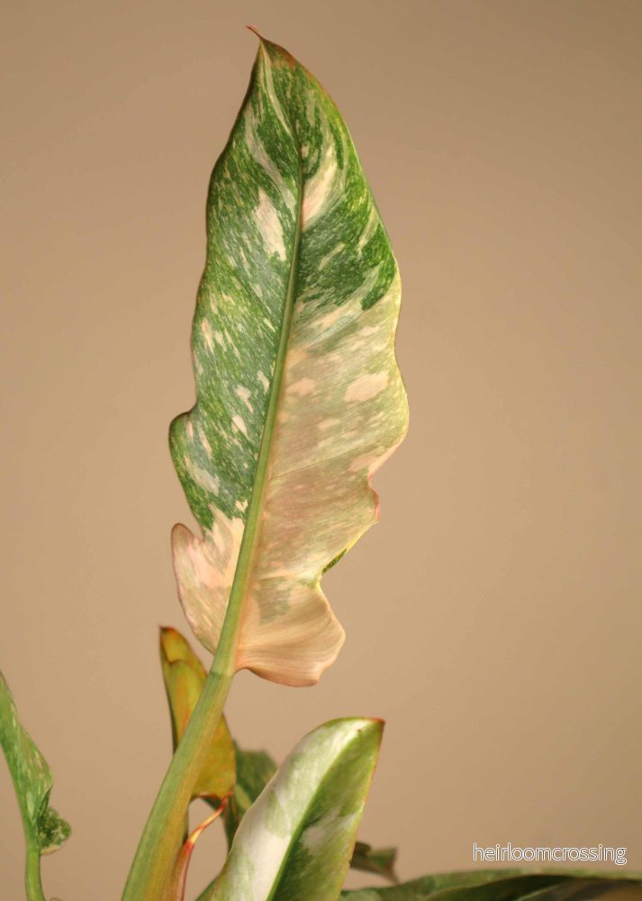 Philodendron 'Ring of Fire' - Bild 2