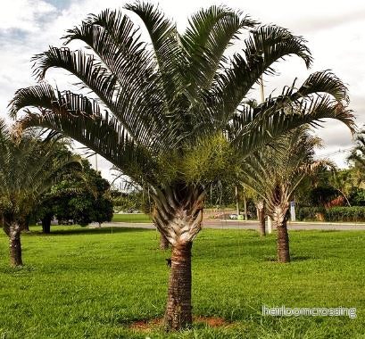 Triangelpalm (Dypsis decaryi) | frön, 5 st.