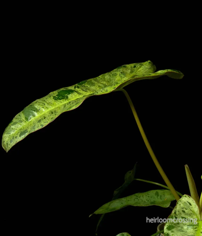 Philodendron Paraiso Verde - Bild 3