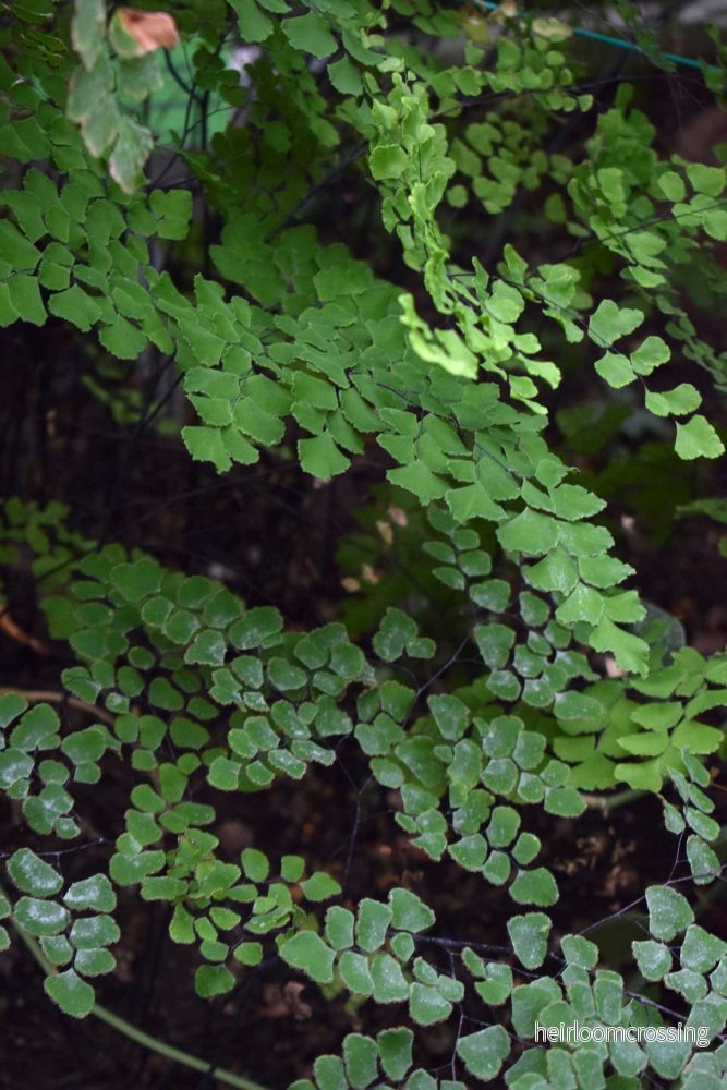 Adiantum raddianum