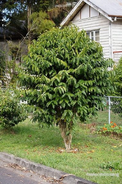 Kaffeträd (Coffea arabica) | frön, 10 st. - Bild 3