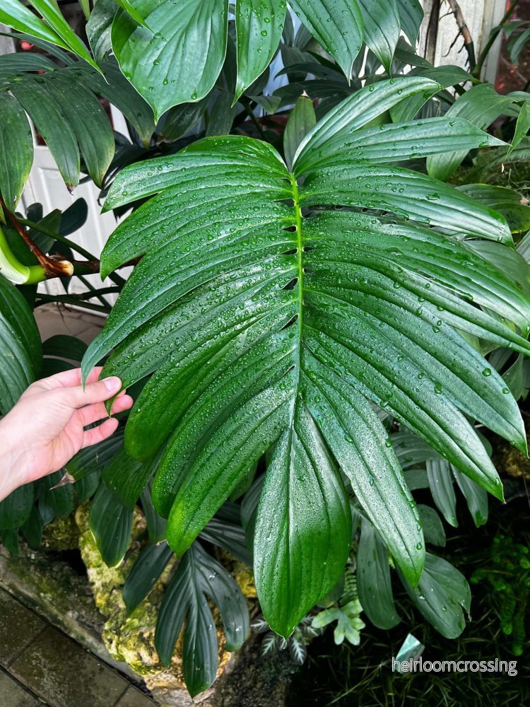 Epipremnum pinnatum 'cebu blue' - Bild 2
