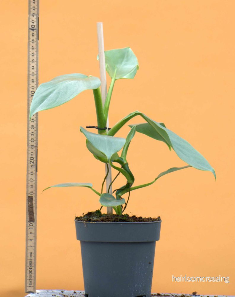 Philodendron hastatum 'Silver Sword' - Bild 3