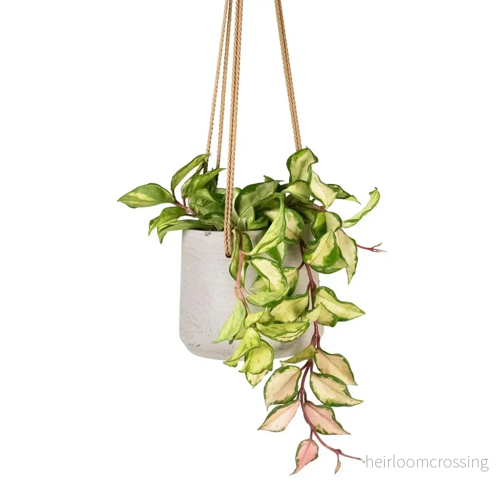 Hoya-jord (5 L) - Bild 2