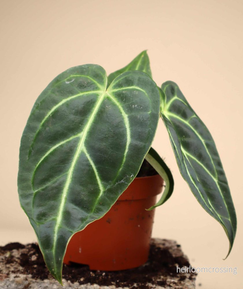 Anthurium regale - Bild 2