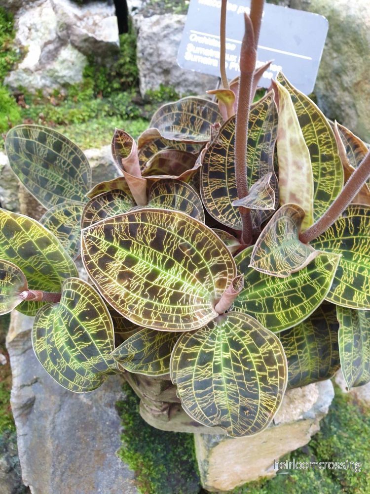 Macodes petola 'juvelorkidé' - Bild 3