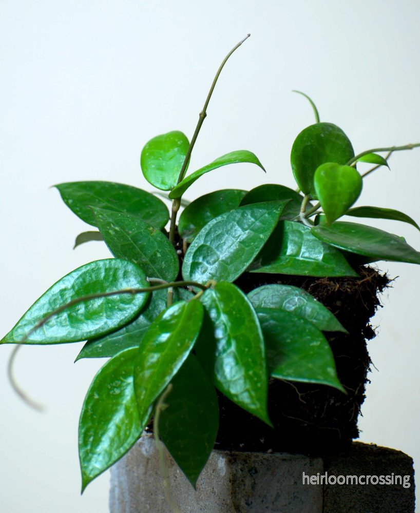 Hoya parasitica