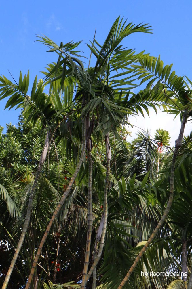 Bergpalm 'Chamaedorea elegans'