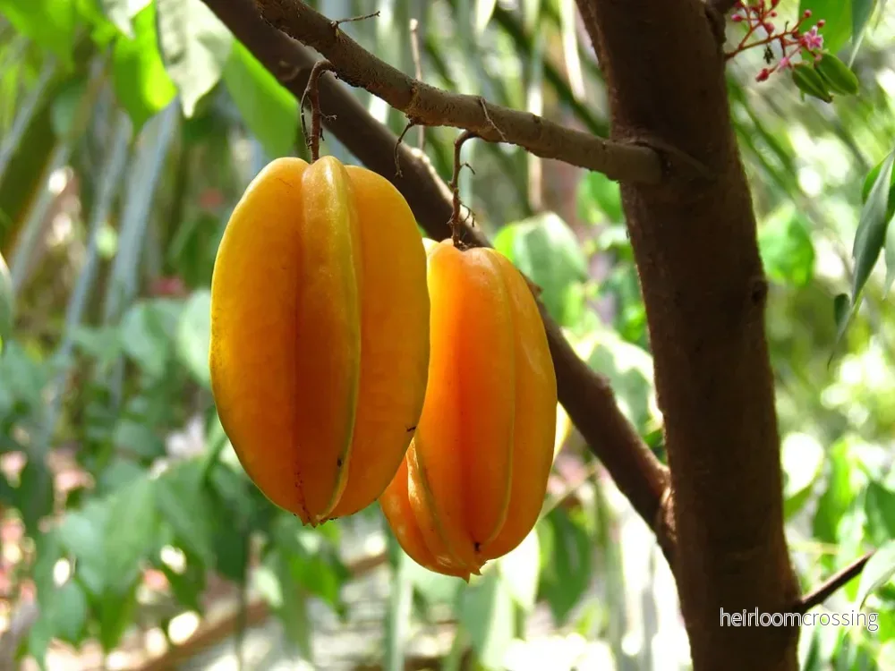 Stjärnfrukt (Averrhoa carambola) | frön, 10 st.