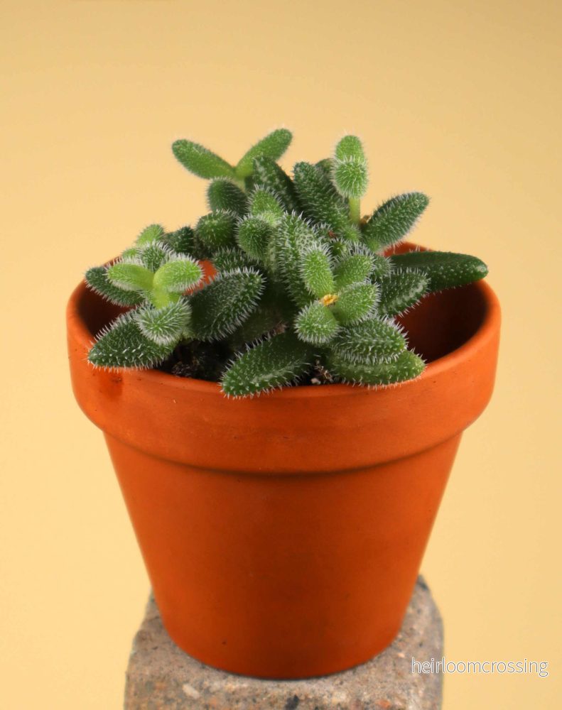 Delosperma echinatum - Bild 3
