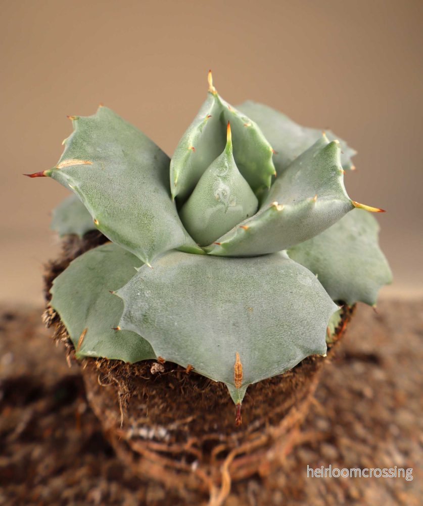 Agave potatorum (Tequila mezcal Agave)